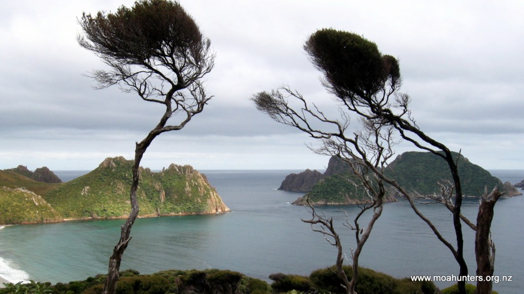 Windswept kanuka frame the Ruggedy Islands