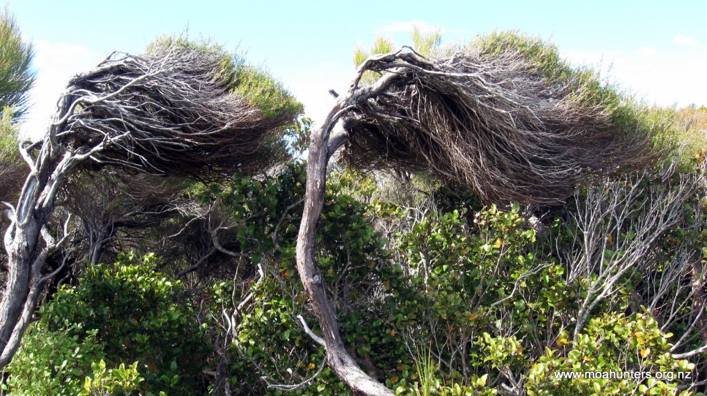 Westerly winds blow almost constantly across Stewart Island.