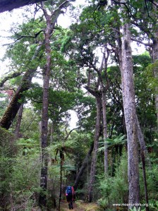 Mighty rimu flank the track