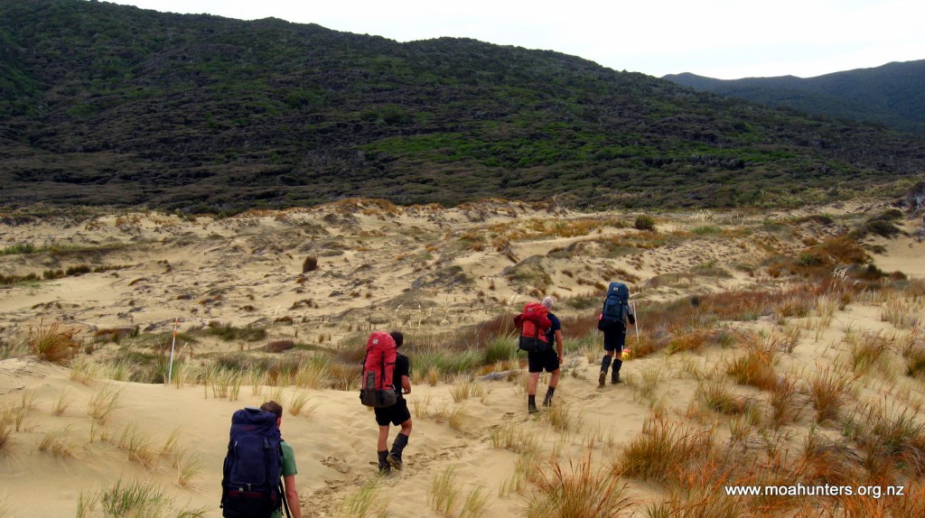 Adding Moa Men footprints to the kiwi, possum and deer tracks we spotted on the dunes...