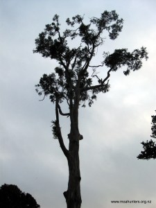 Tall gums outside Port William Hut
