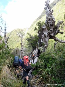 Marvellously gnarled old trunk