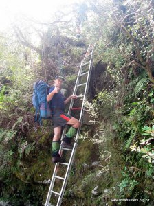 Up the ladder, full of cake