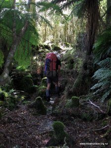 Beautiful west coast bush